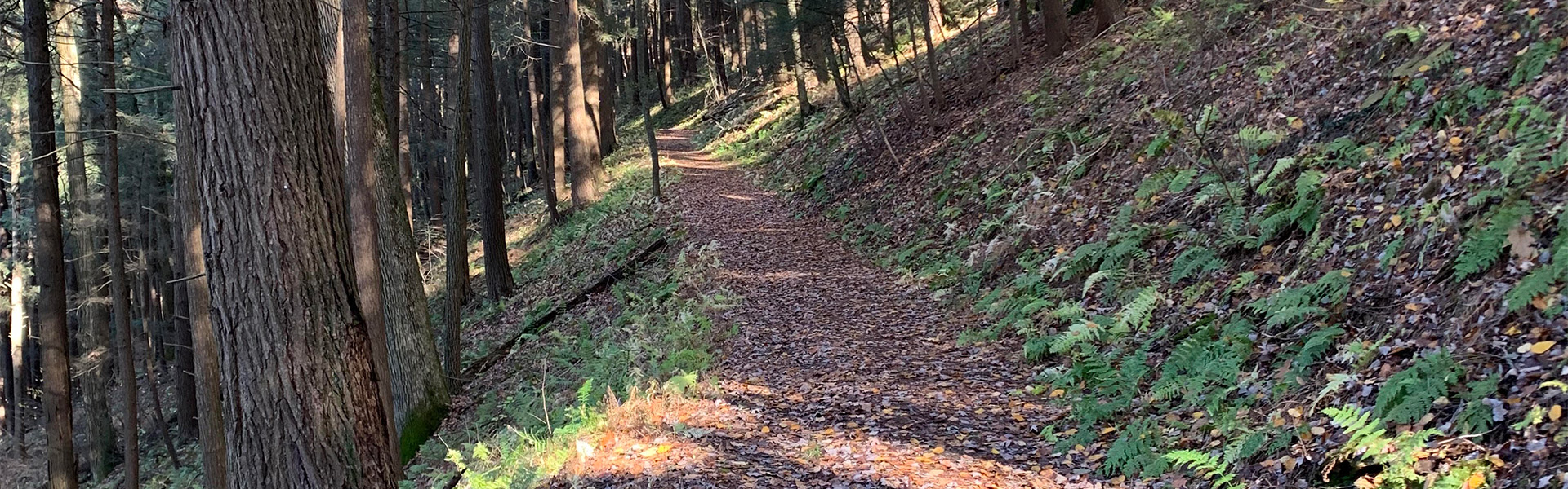 OC 100 Trail in the Woods